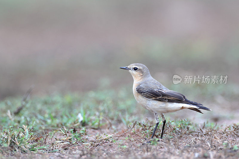 画眉鸟:成年北方麦穗或麦穗(Oenanthe Oenanthe)。